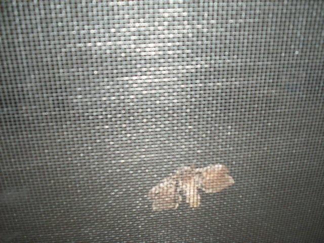 John H Webb's album, differment Dragonbutterfly