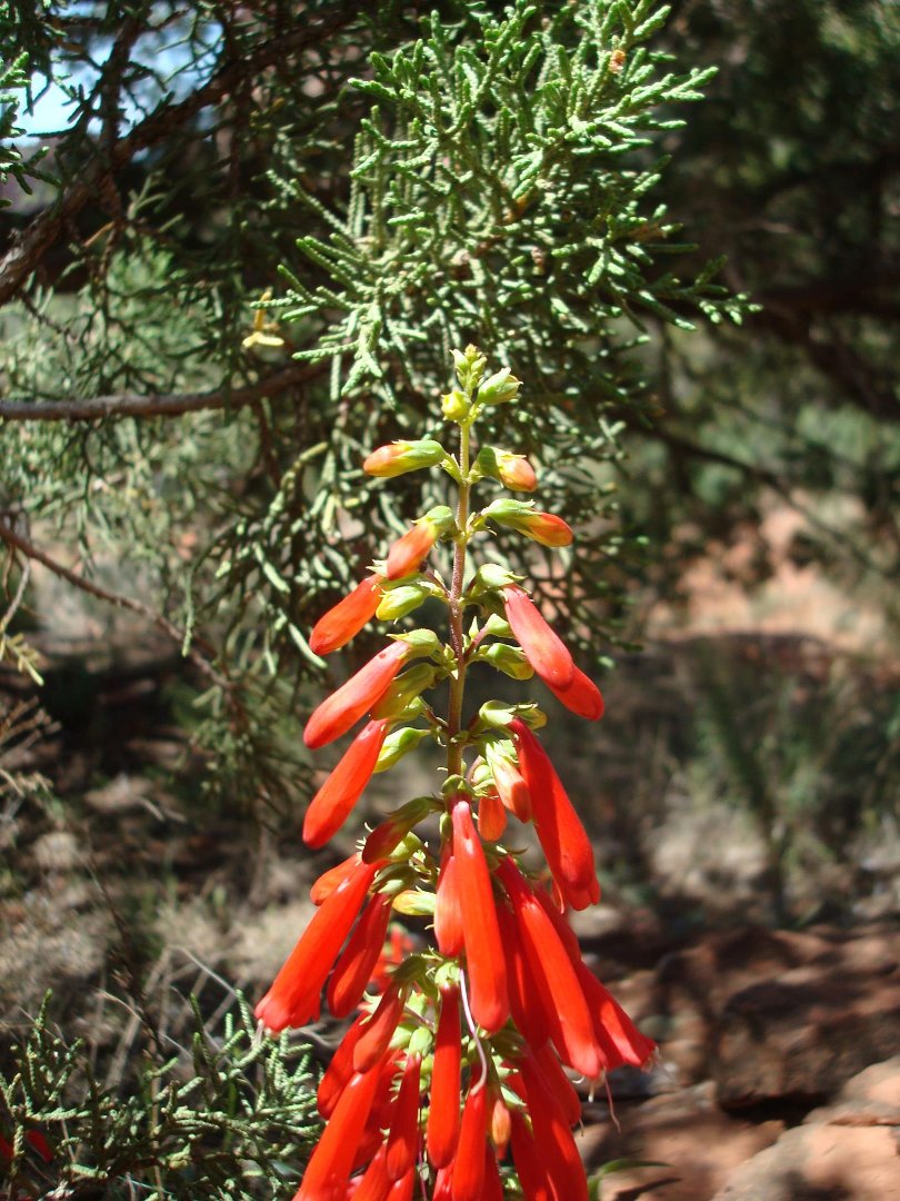 Steven Dasinger's album, Arizona - April/May 2013