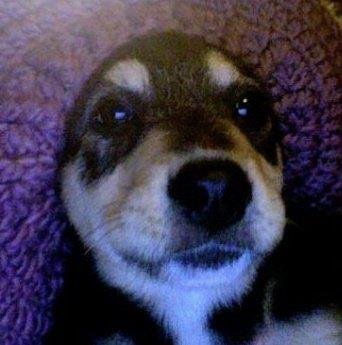 Debbie Fish's album, Profile Pictures