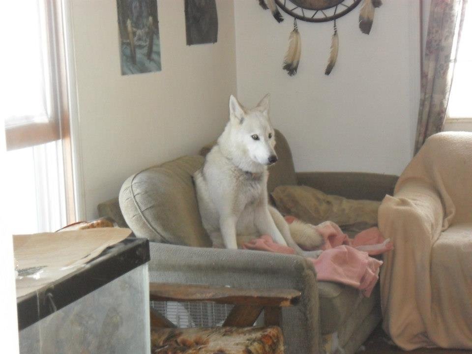 Windy Dix's album, Pets