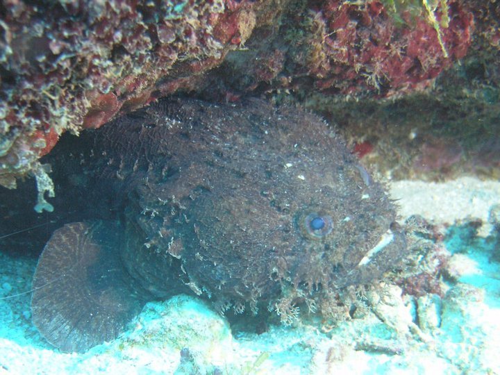 Garry Cardwell's album, Roatan Honduras 6-2010