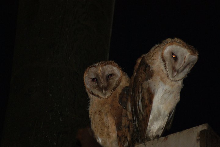 Nikki Elliott-White's album, 2011 Yori Ranches Owlets