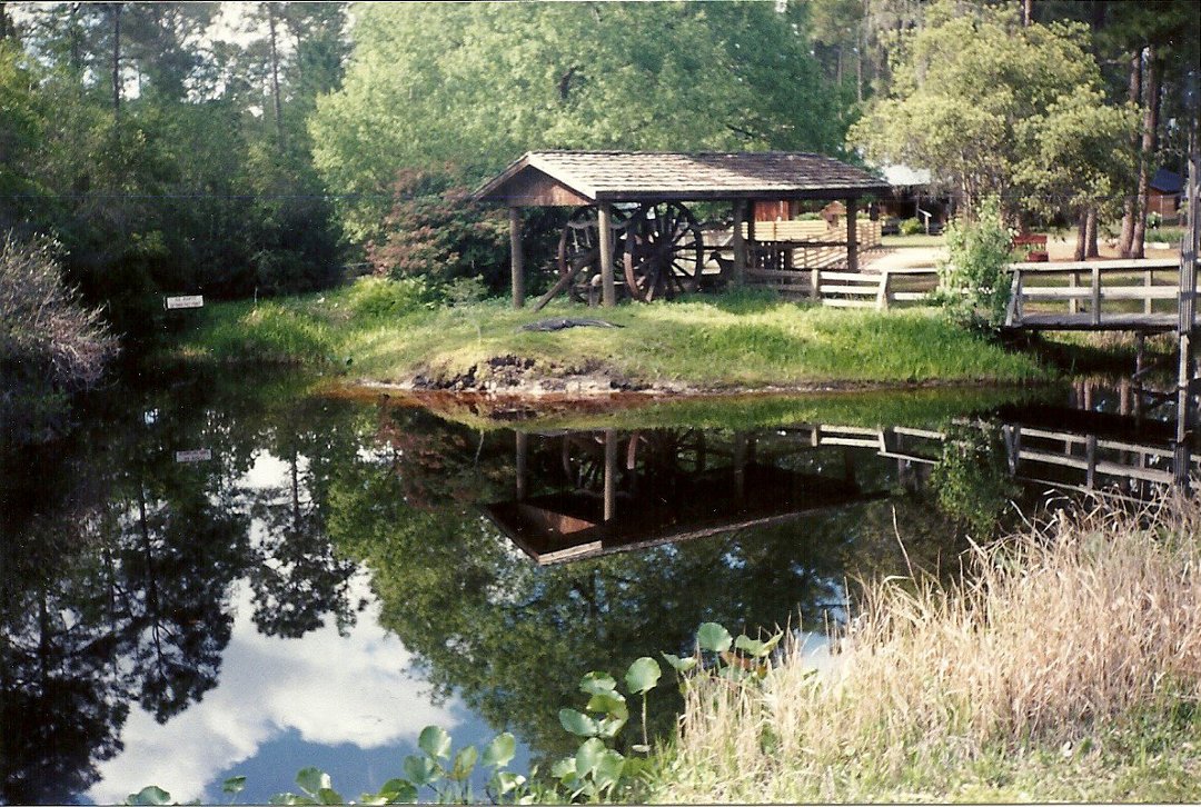 Karla Denney's album, Okefenokee Swamp 2000