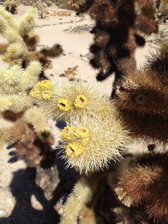Fran Brown's album, California Joshua Tree National Park