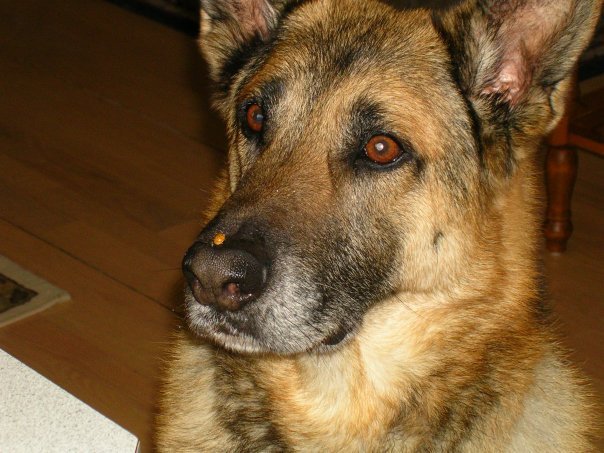 Kerry Folkes' album, Profile Pictures