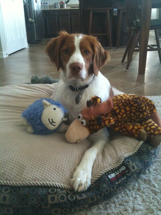 Debbie Hirth's album, Molly my granddog