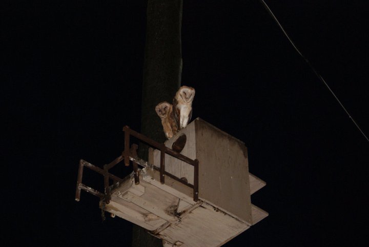 Nikki Elliott-White's album, 2011 Yori Ranches Owlets