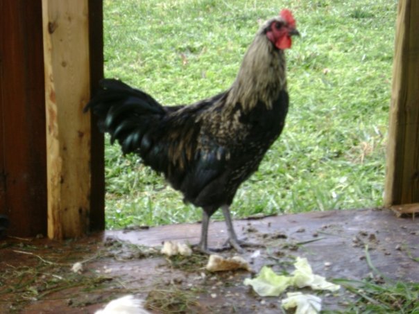 Jeff Varney's album, Chickens 11/2009