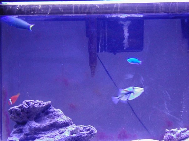 Steve Hinman's album, Fish tank