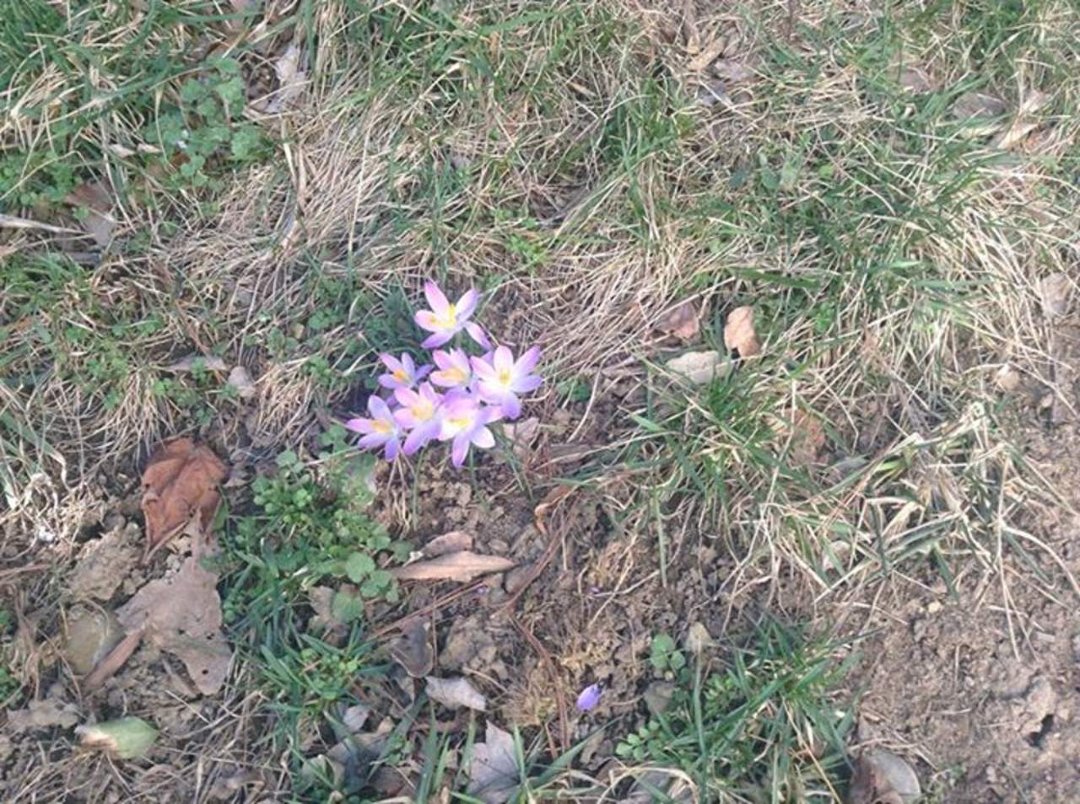 Jane Bourdow's album, Cover Photos