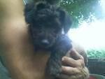 Maletta Baughman's album, our little 4 legged babies