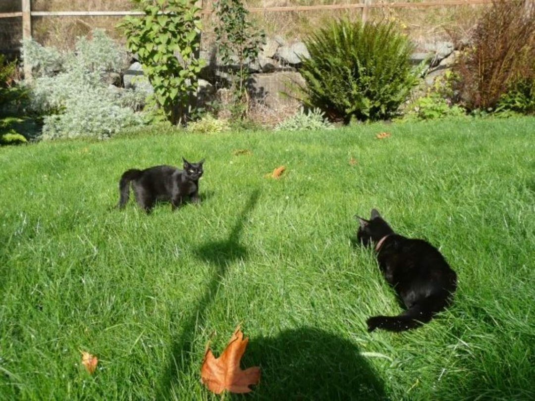 Dan Sivertsen's album, Z Cats