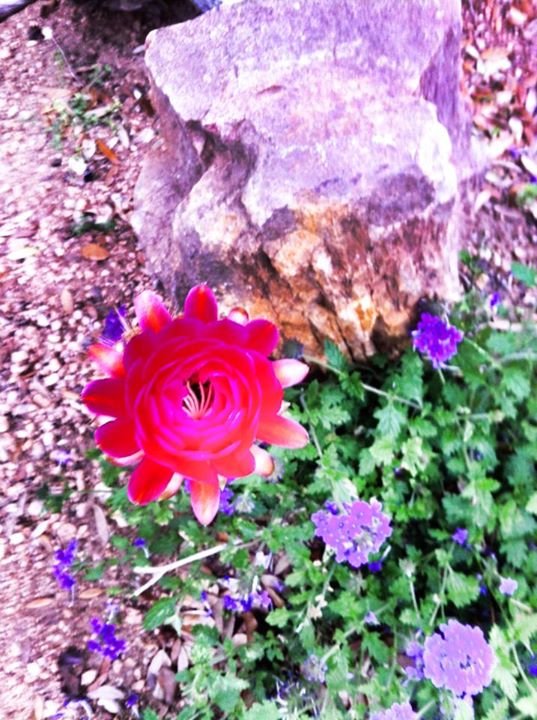 Mark Percic's album, Mobile Uploads