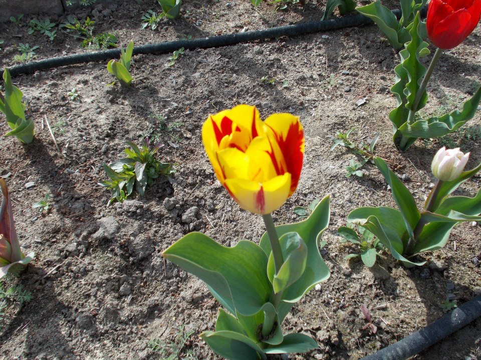 Lynn Sullivan's album, Tulips Spring 2013