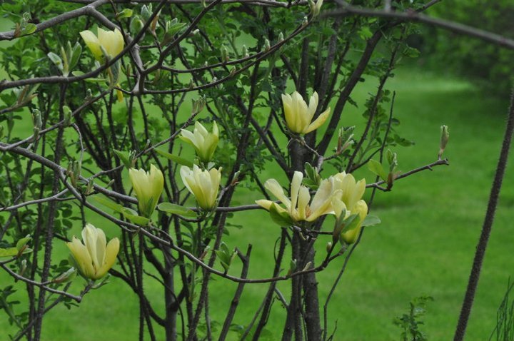 John Mahtab's album, Garden June, 2011