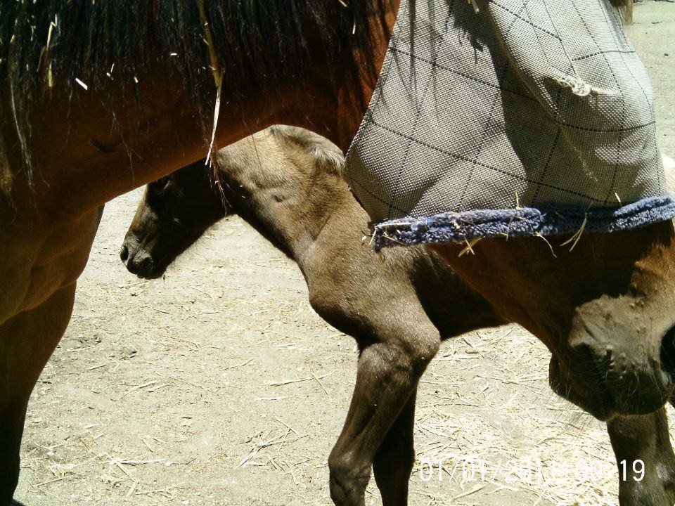 Lisa Phillips' album, Chloe & Milkshake @ 7 hours old