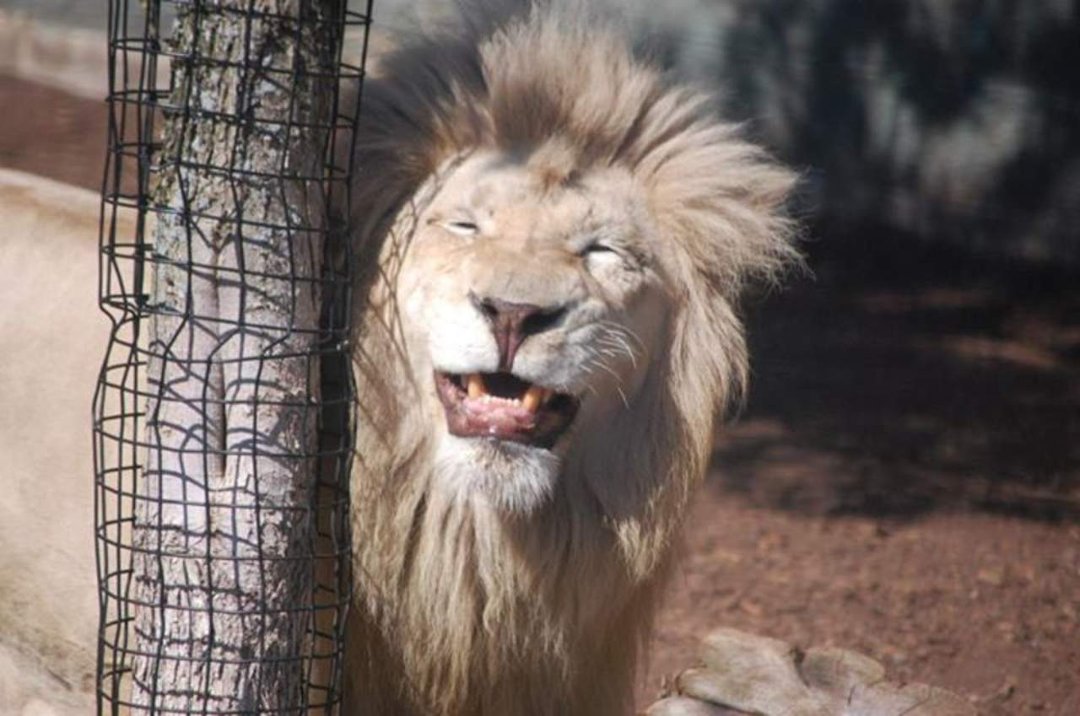 Chris Dix's album, Capron Park Zoo