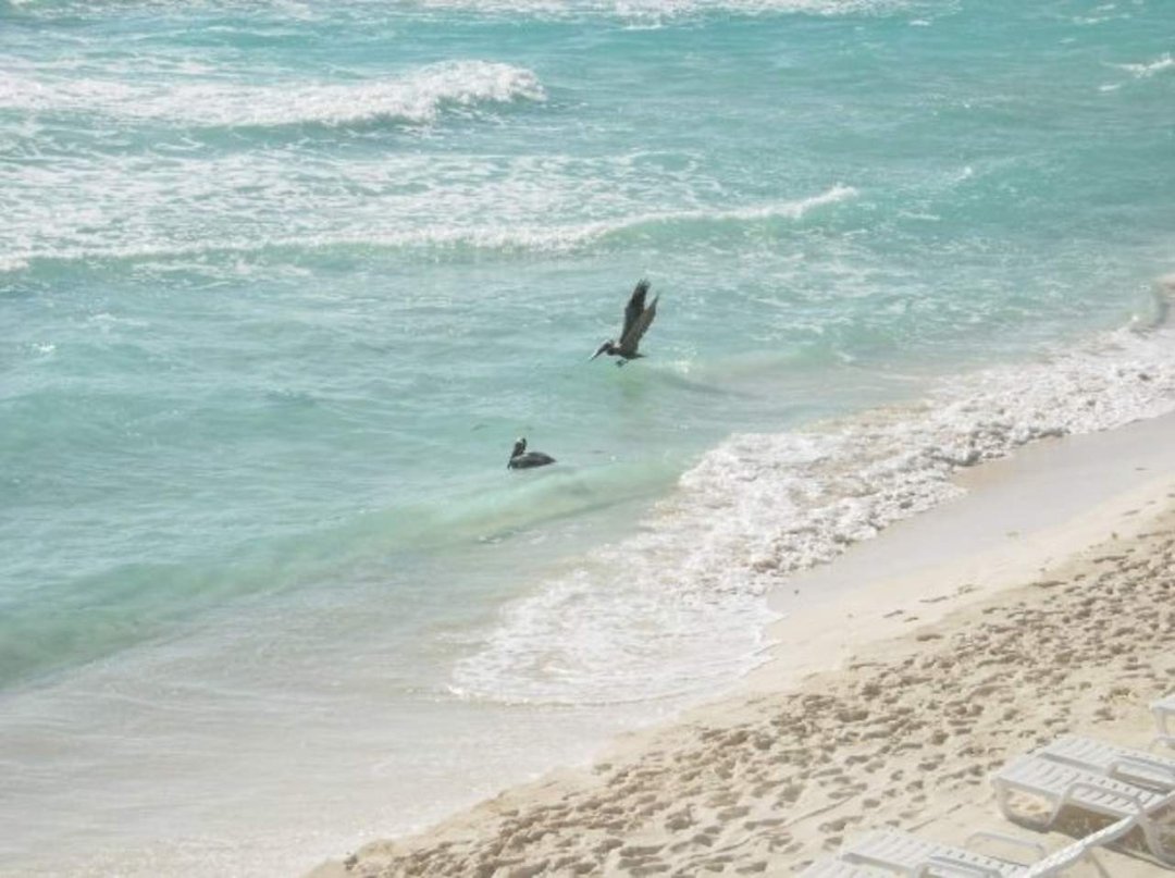Tom Scott's album, Cancun 2009