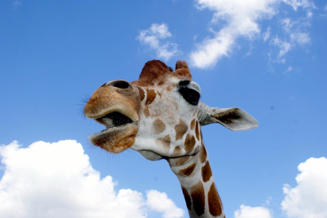 Jon Cluff's album, Busch Gardens Safari