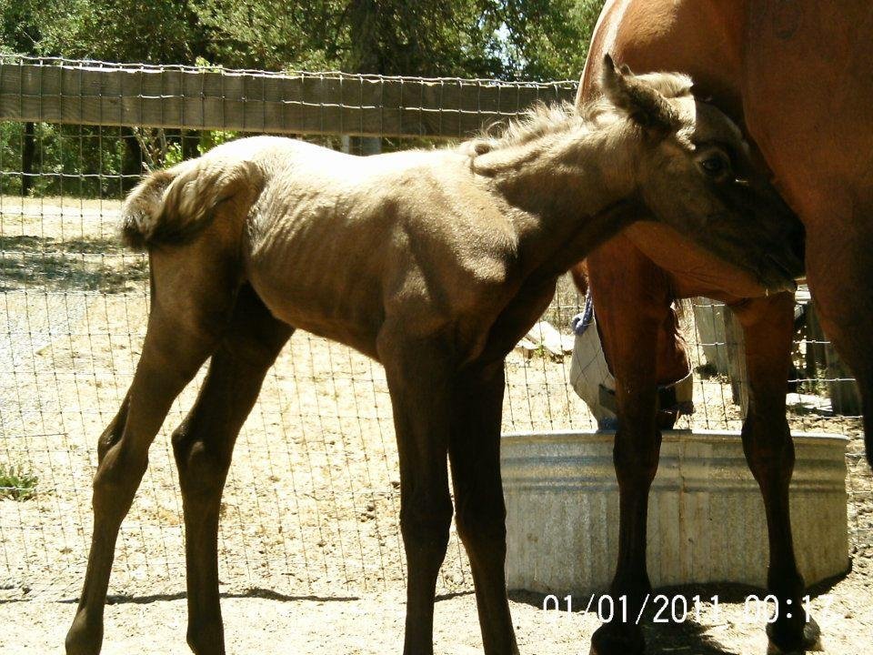 Lisa Phillips' album, Chloe & Milkshake @ 7 hours old