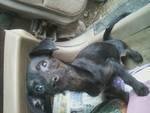 Maletta Baughman's album, our little 4 legged babies