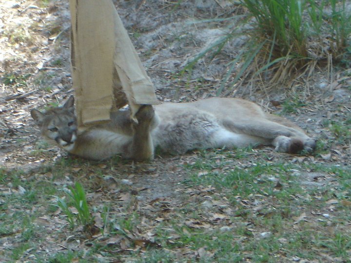 Mary Pick's album, Homasassa Springs State Park