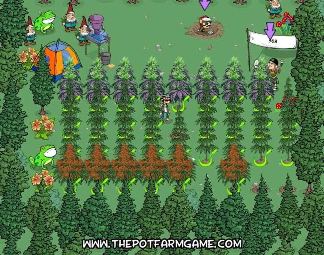 BRIAN HALL's album, Pot Farm Photos