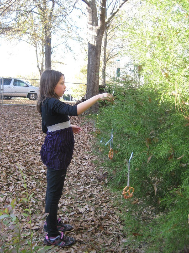 Irene Bohn's album, Thanksgiving 2012