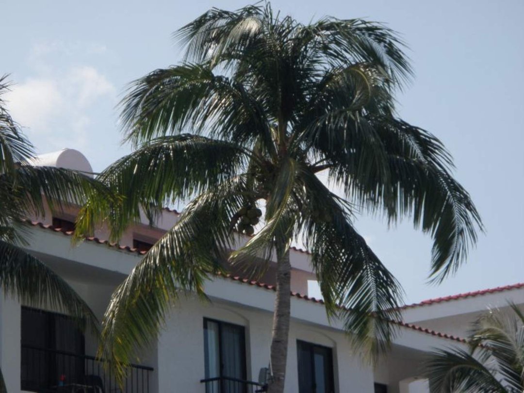 Kathleen Manol's album, Cancun 2010