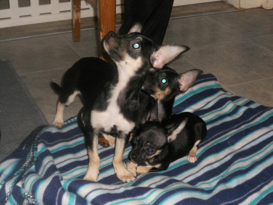 Denise Bennett's album, Looking for a FUREVER HOME