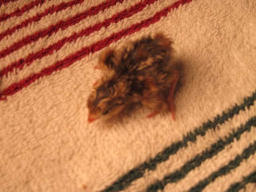 Arlo Murphy's album, Quail