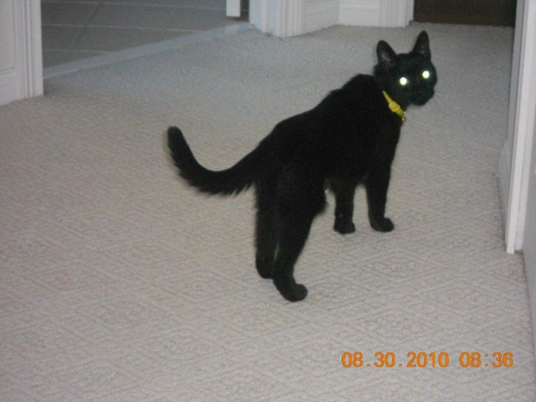 Sherry L. Singer Valenti's album, Boo