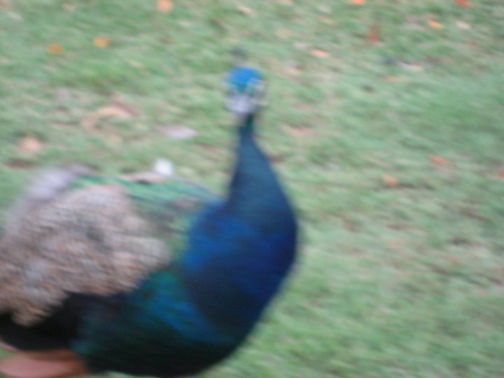 Kenneth Hikida's album, Birds