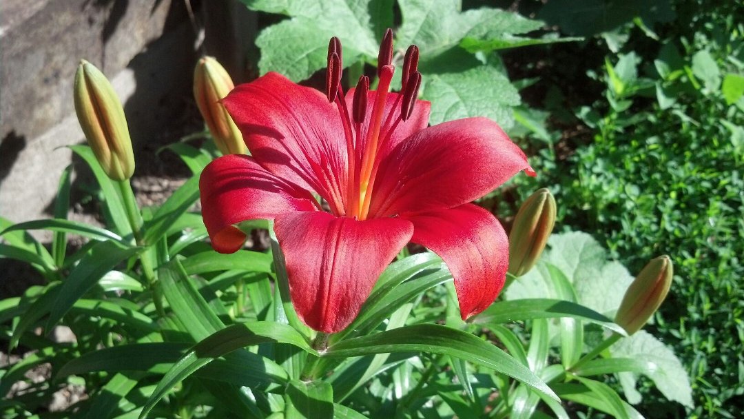Donna Graham's album, Mobile Uploads