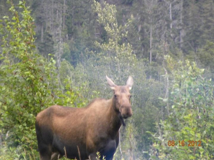 Denise Eldon's album, Alaska- August 2012