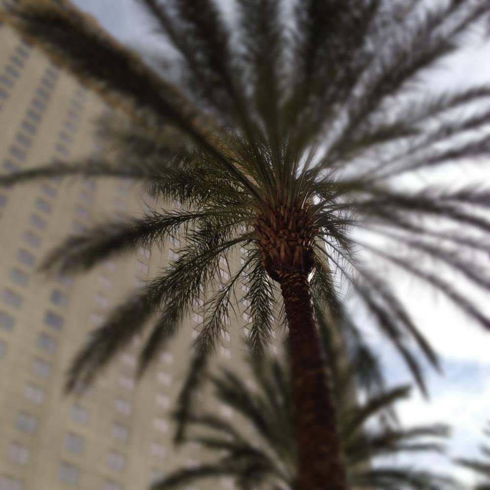 Paula Brown's album, Mobile Uploads