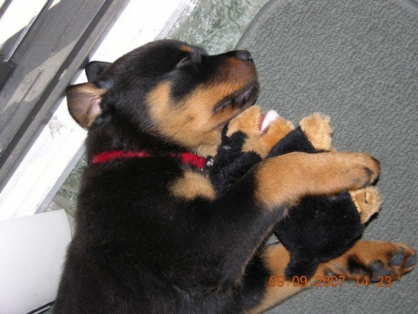 Nancy Calla's album, Bella , (new family addition)