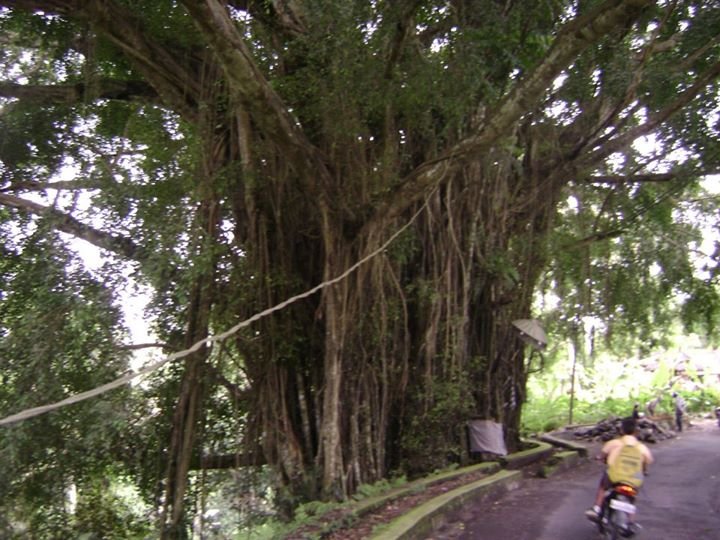 Eric Dougherty's album, bali