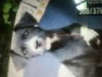 Maletta Baughman's album, our little 4 legged babies