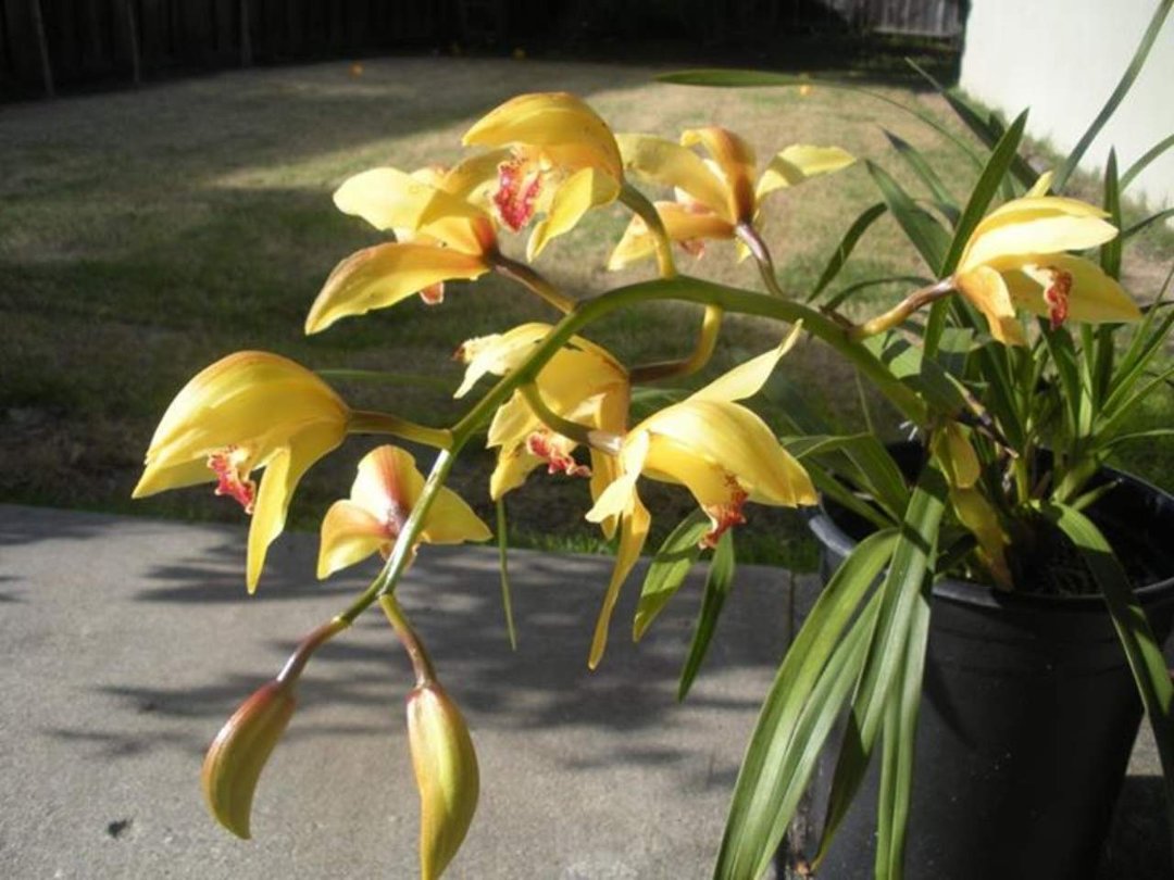 Lisa Maraszek's album, Cover Photos