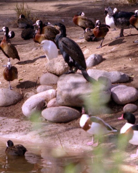 John James' album, Zoo Diego