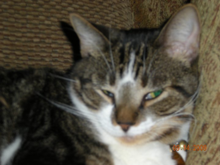 Kristy Schumacher's album, my furry friends