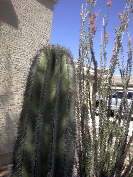 Greg Morris' album, Desert Fauna