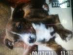 Maletta Baughman's album, our little 4 legged babies