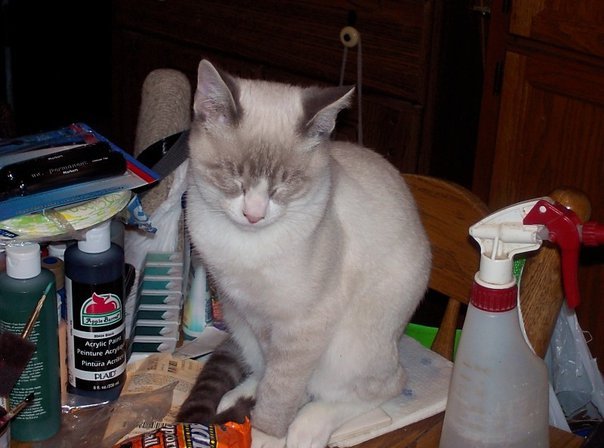 James Bannenberg's album, Pets