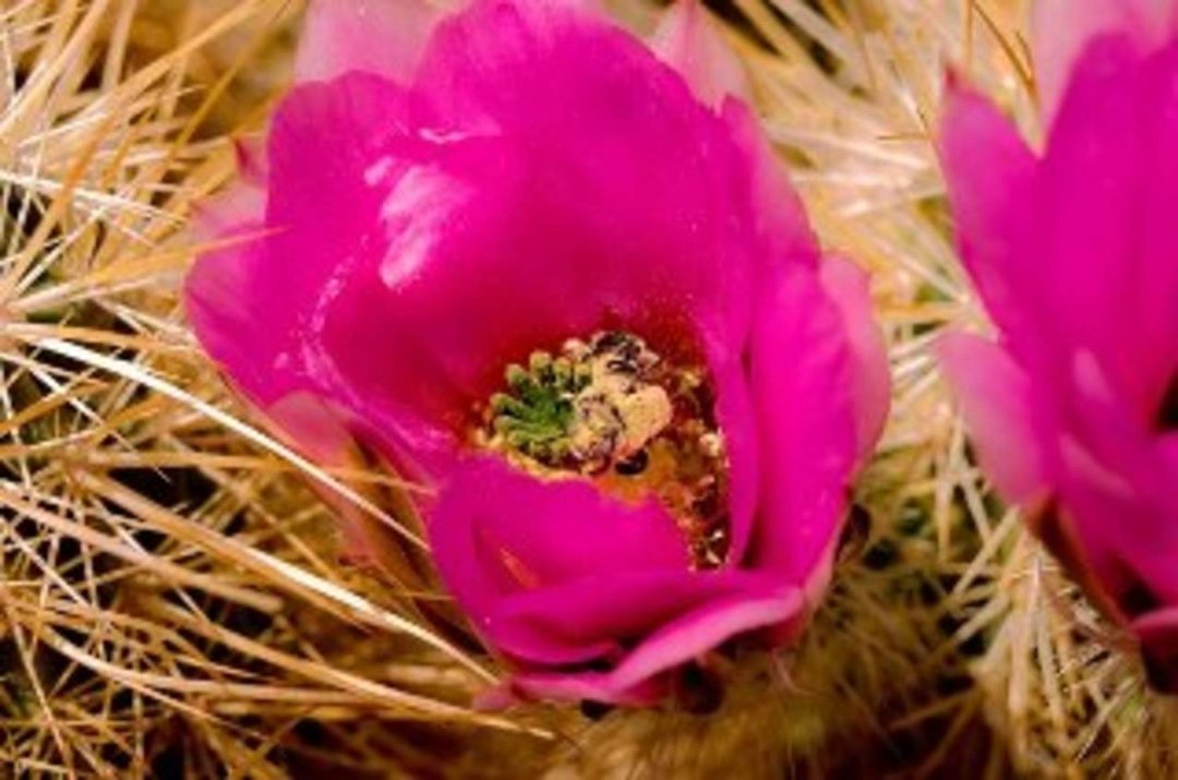 TAMARA (TAMMY) MESSMANN's album, Anza Borego Desert 4/09