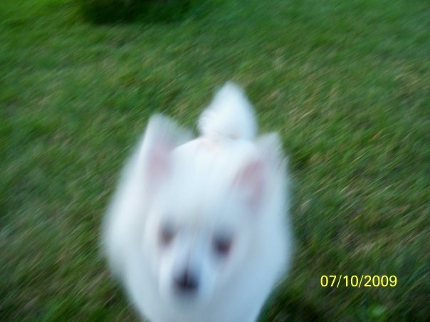 Ruth Masters' album, Pets