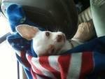Maletta Baughman's album, our little 4 legged babies