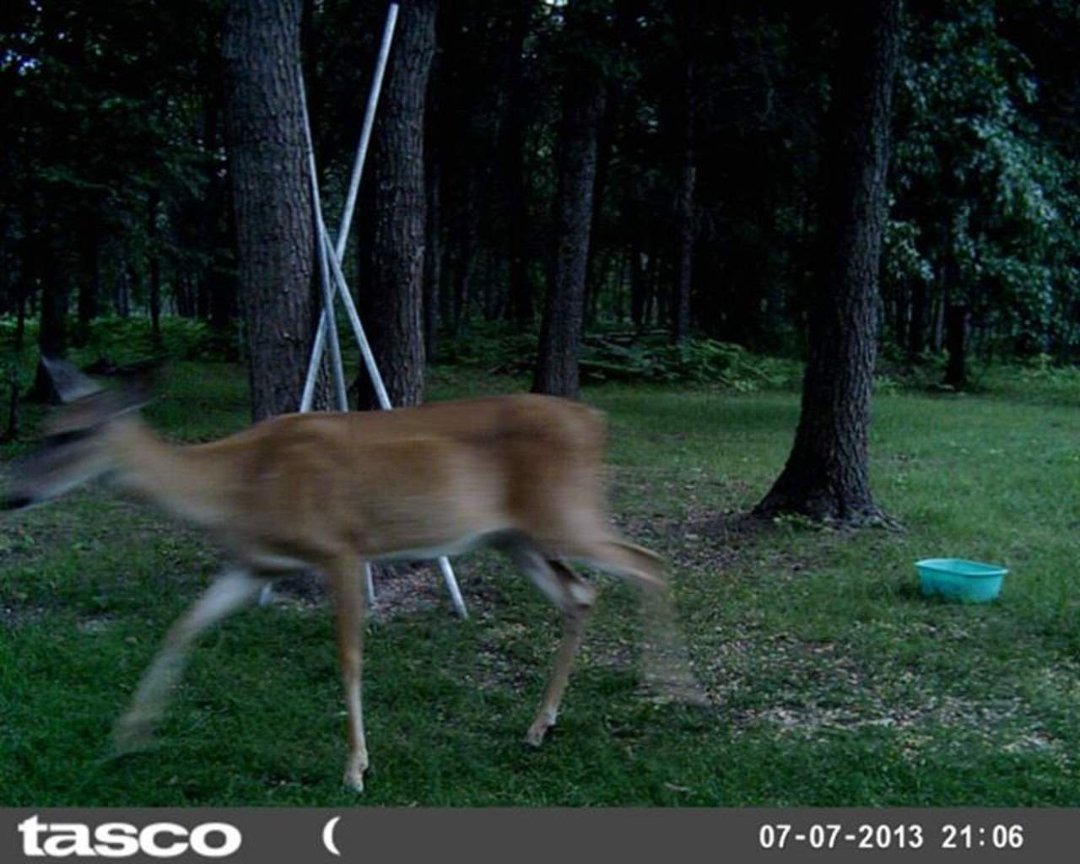 Sandra Jobe's album, wildlife in front yard