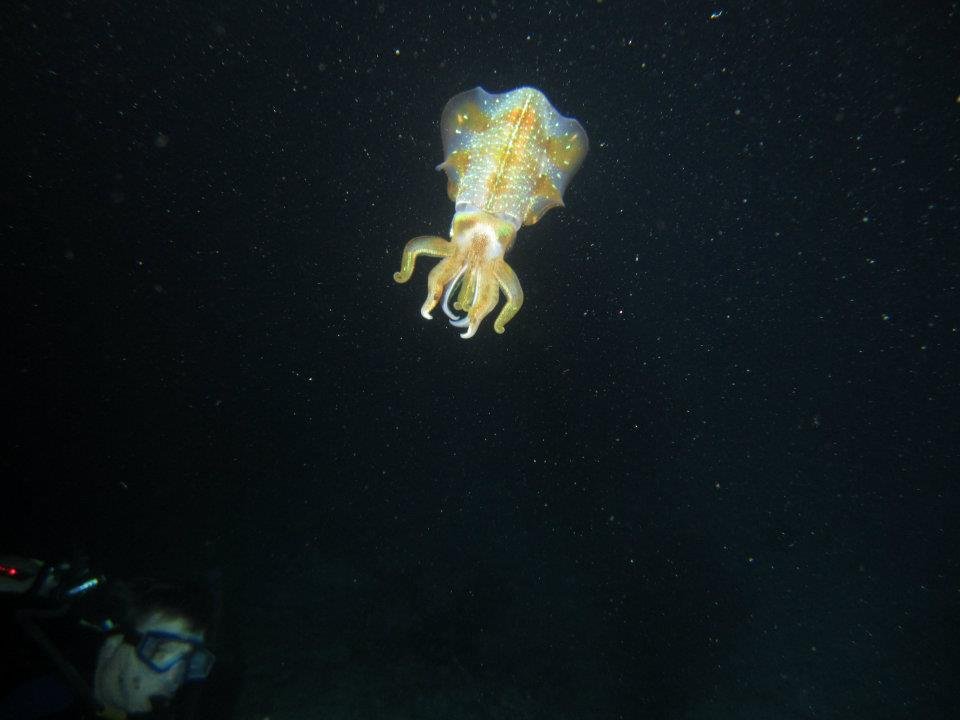 Monica Braley's album, Cozumel March 2012
